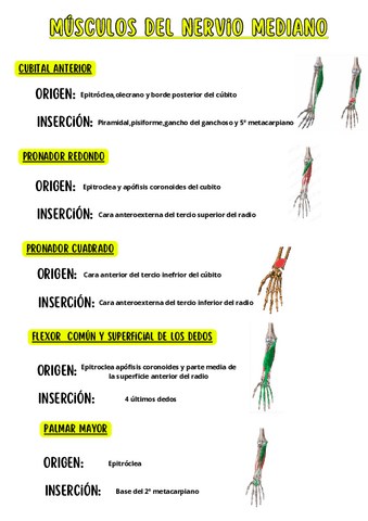Musculos-del-nervio-mediano.pdf