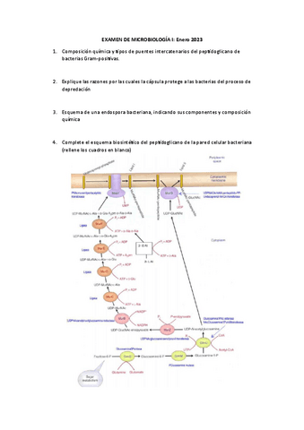 Examen-Microbiologia-I-Enero-2023.pdf