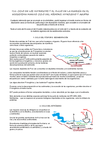 T11_Ciclo del N, P y S.pdf