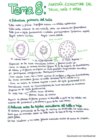 Tema-8-Anatomia-estructura-del-tallo-raiz-y-hojas.pdf