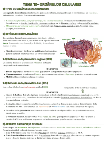 Tema-10-Organulos-celulares.pdf