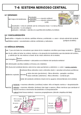 T-6-SISTEMA-NERVIOSO-CENTRAL.pdf