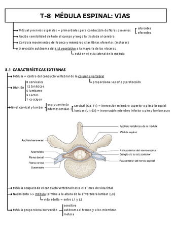 T-8-MEDULA-ESPINAL-VIAS.pdf