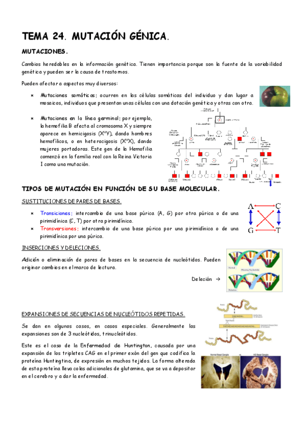 Tema-24-Genetica.pdf