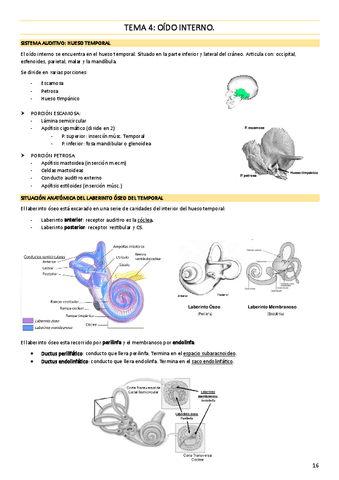 TEMA-4-Oido-interno.pdf