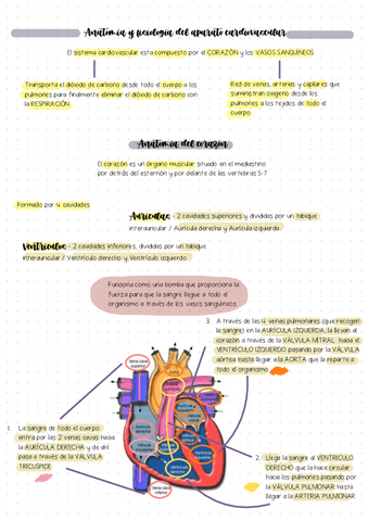 Tema-10-Aparato-Cardiovascular TB.pdf