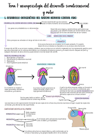 NIVELES-T1.pdf