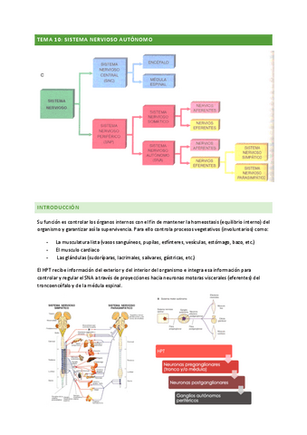 ANATOMIA-TEMA-10.pdf