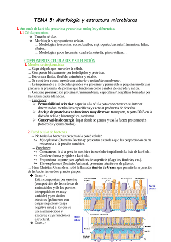 TEMA-5.pdf