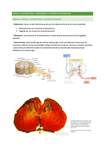 ANATOMIA-TEMA-11.pdf