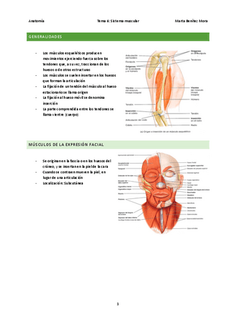 Anatomia-tema-6.pdf