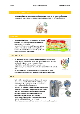 Anatomia-tema-7.pdf