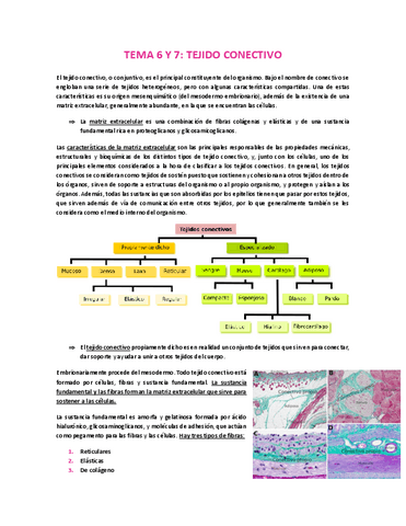 TEMA-6-Y-7-TEJIDO-CONECTIVO.pdf