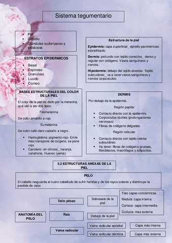 sistema-tegumentario.pdf