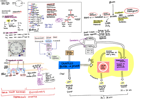 RESPIRACION-CELULAR.pdf