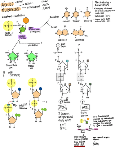 ACIDOS-NUCLEICOS.pdf