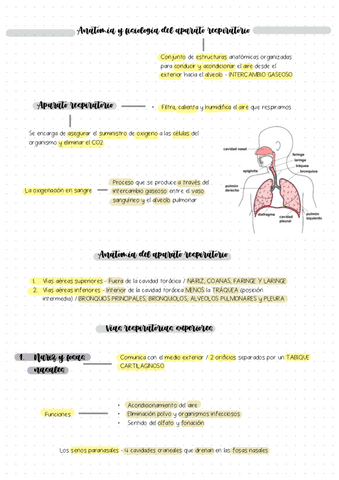 Tema-11-Aparato-respiratorio.pdf