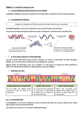 BIOLOGIA-TEMA-11-GENETICA-MOLECULAR.pdf