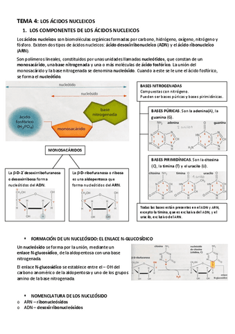 BIOLOGIA-TEMA-4-LOS-ACIDOS-NUCLEICOS.pdf
