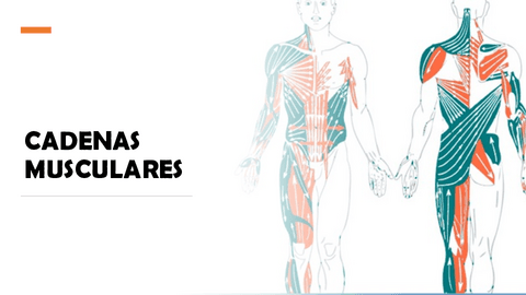 PRESENTACION-CADENAS-MUSCULARES.pdf