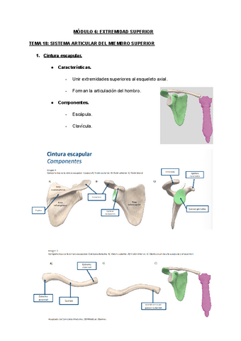 MODULO-6-EXTREMIDAD-SUPERIOR.pdf