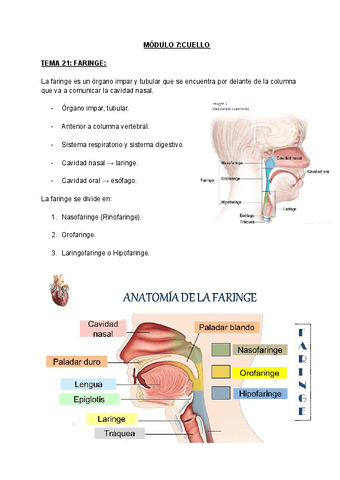 MODULO-7CUELLO.pdf