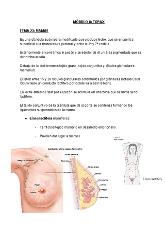 MODULO-8-TORAX.pdf