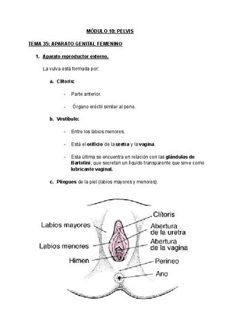 MODULO-10-PELVIS.pdf