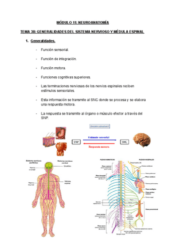 MODULO-11-NEUROANATOMIA.pdf