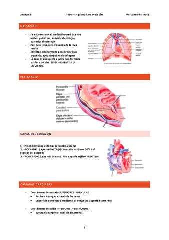 Anatomia-tema-4.pdf