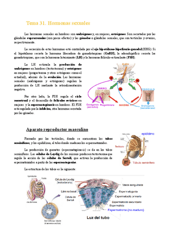 Tema-31.-Hormonas-Sexuales.pdf