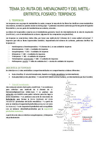TEMA-10-Ruta-del-mevalonato-y-del-metil-eritritol-fosfato-terpenos.pdf