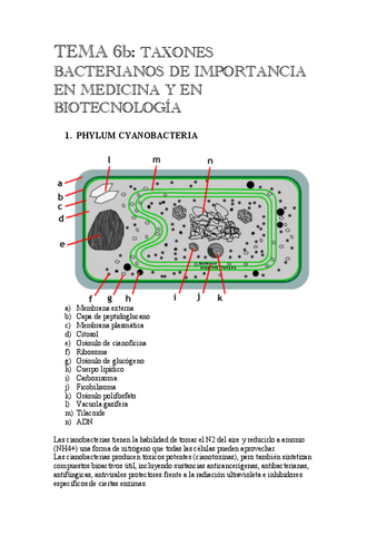TEMA-6b.pdf