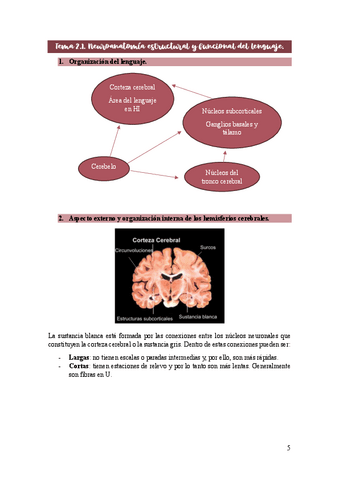 Tema-2-neuroanatomia-y-dominancia.pdf