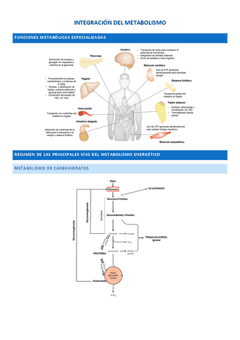 INTEGRACION-DEL-METABOLISMO-1o-fisioterapia.pdf