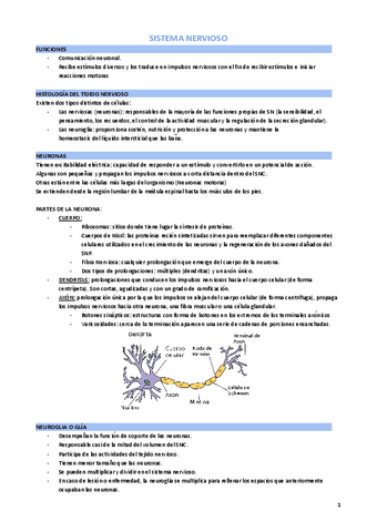 ANATOMIA-Sist.-nervioso-resumen.pdf