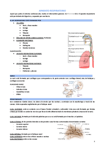 ANATOMÍA: Ap.Respiratorio (resumen).pdf