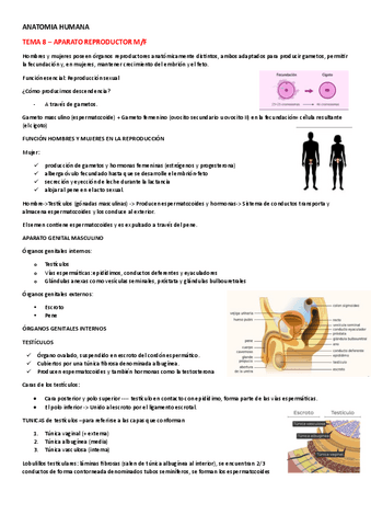 ANATOMIA-HUMANA-TEMA-8.pdf