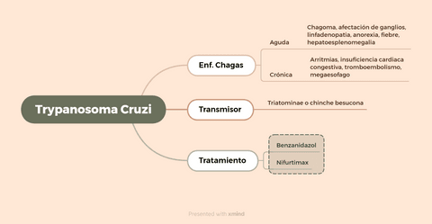 Parasitologia-Trypanosoma-cruzi.png