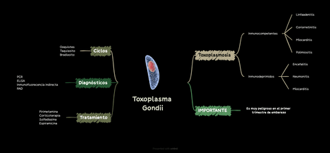 Parasitologia-Toxoplasma-Gondii.png