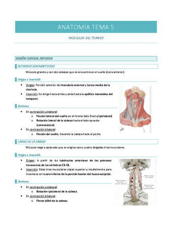 ANATOMIA-TEMA-5-músculos.pdf
