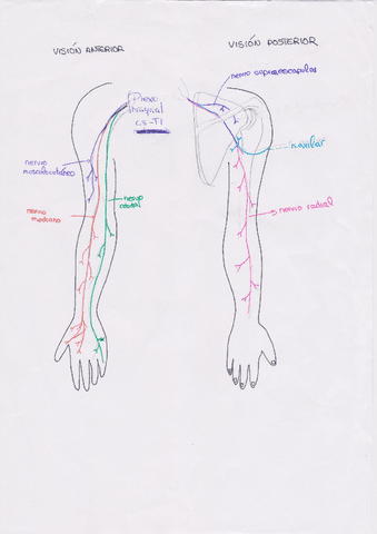 Esquema-inervacion-extremidad-superior.pdf