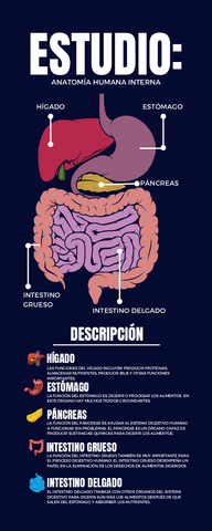 ANATOMIA-HUMANA-INTERNA-ESQUEMA.pdf