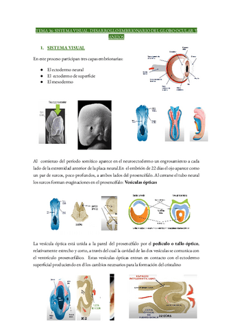 Tema 36 Sistema Visual Pdf