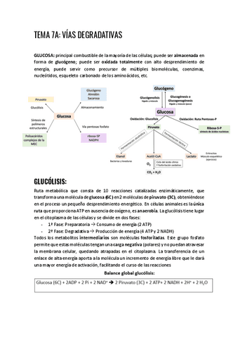 TEMA-7A-vias-degradativas.pdf