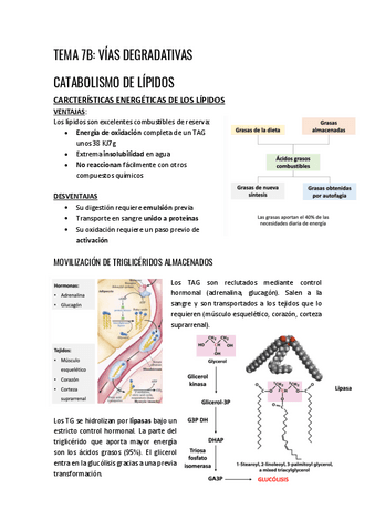 TEMA-7B-vias-degradativas.pdf