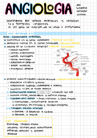 ANGIOLOGIA-CIRCULACI.pdf