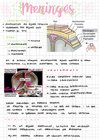 MENINGES-Y-LCR.pdf