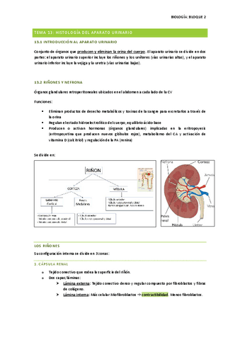 Tema-13-Histologia-del-rinon-BIOLOGIA.pdf