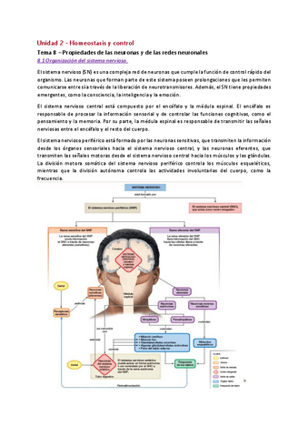 UBU-TO-Tema-8-fisio-Propiedades-de-las-neuronas-y-de-las-redes-neuronales.pdf